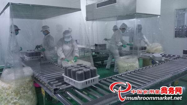 明水縣食用菌產業邁入工廠化生產新階段